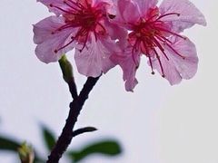 -香雪海