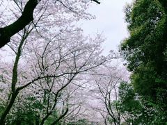 -武汉大学-樱园