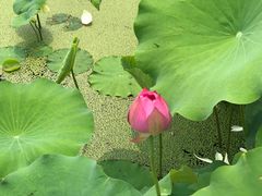 -莲花池公园