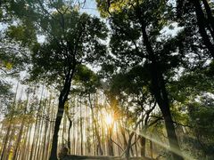 -上海共青森林公园