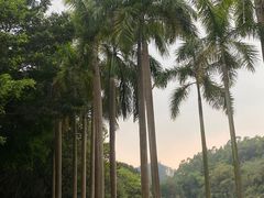 -番禺大夫山森林公园