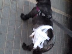 9C3B47C59D2D5DD5D8AC9CCF9DE73DFB-康乐宝动物医院