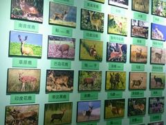 -北京鹿世界主题园
