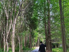 -溱湖国家湿地公园