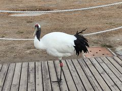 -盐城丹顶鹤湿地生态旅游区