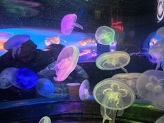 -太平洋海底世界