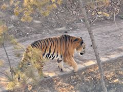 -青藏高原野生动物园