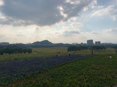 -光明小镇欢乐田园