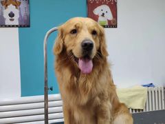 -派多格宠物·购宠(靛厂路店)