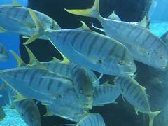 -北戴河圣蓝海洋公园