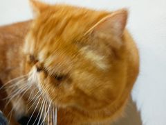 -猫友咖啡店(玉林西路店)