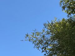 -泰山风景名胜区-普照寺