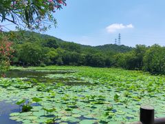 -八卦田遗址公园