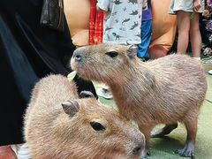 -正佳雨林生态植物园