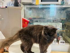 -楼上猫咖(罗湖店)