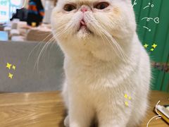 -藏猫猫咖啡主题馆(中央大道店)