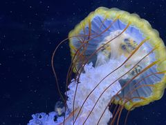 -珠海长隆海洋王国
