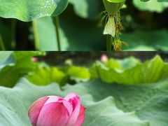 -陈家山荷花公园