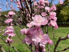 -南汇桃花村