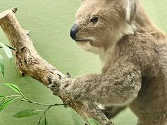 -国家自然博物馆