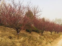 -北京鹫峰国家森林公园