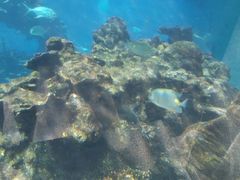 -海棠湾洲际-涛·海底餐厅·美人鱼·自助餐·海底隧道
