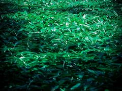 -昆明植物园