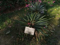 -东莞植物园