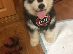 -翊宠yipet猫狗购宠庄园犬舍•猫舍