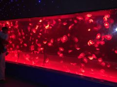 -左海海底世界