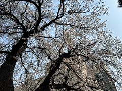 -东北大学(南湖校区)