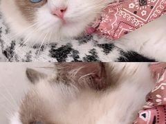 -喵喵咪呀布偶猫咖(春熙路店)