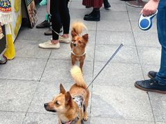 -嘉善老市