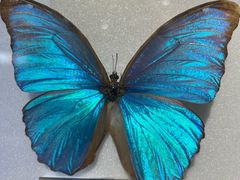 -上海昆虫博物馆