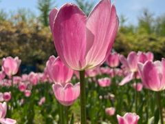 -北京国际鲜花港