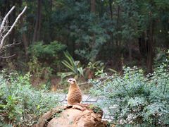 -云南野生动物园