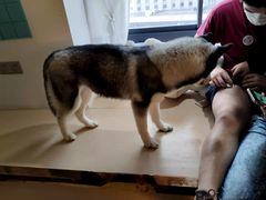 -Husky Go! 哈士奇体验馆·宠物咖啡厅狗咖