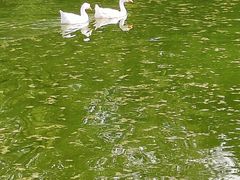 -莲湖公园