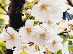 -高东镇樱花园