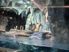 -帝企鹅自助餐厅•儿童岛•真企鹅(长隆企鹅酒店)