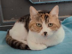 -Anne猫窝咖啡屋