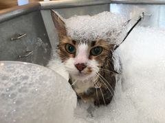 -PETKIT小佩宠物(古北店)