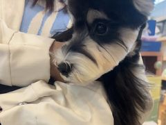 -翊宠yipet猫狗购宠庄园犬舍•猫舍