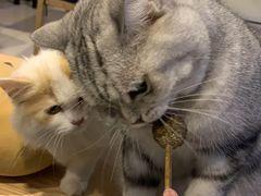 -平行世界·猫咖(首经贸店)