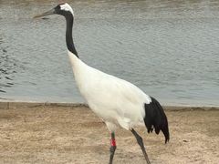 -盐城丹顶鹤湿地生态旅游区