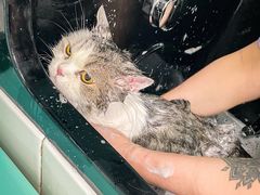 -猫宠乐园·专业洗护
