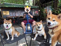 -柴犬高等学院·狗咖·柴犬售卖·宠物训练