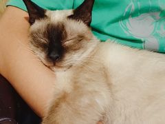 -猫小院猫主题餐厅(南锣旗舰店)