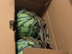 -南汇新场正宗水蜜桃采摘