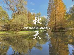 -上海共青森林公园